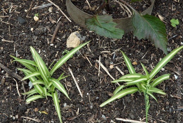 Spider plants emerging from the soil