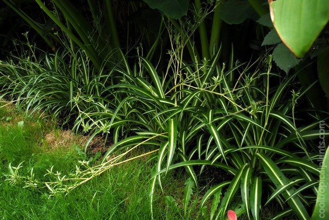 Spider plants covered with plantlets