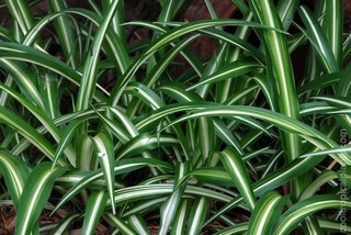 Spider plant - Chlorophytum comosum