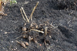 A pile of unwashed dahlia tubers A pile of unwashed dahlia tubers.