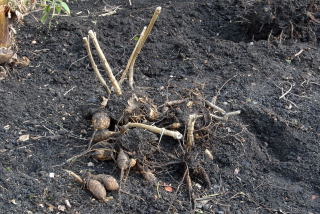 A pile of unwashed dahlia tubers.