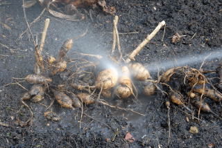 Dahlia bulbs recieving a good wash