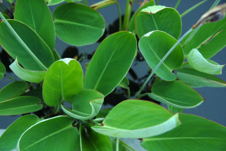 Overhead view of Thalia dealbata