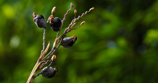 Ripening seed pods