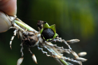 Ripe seed pods