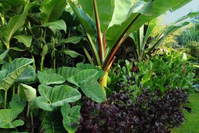 elephant ear plant (Xanthosoma) growing in a mixed tropical foliage border