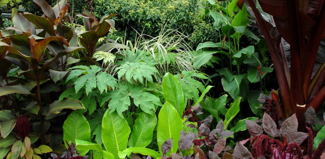 Picture of contrasting tropical foliage