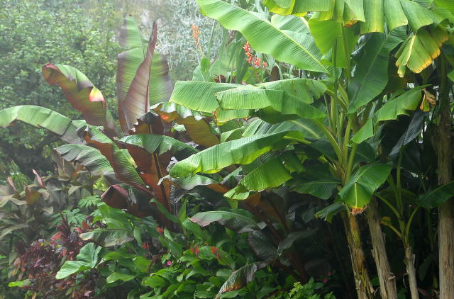 Musa sikkimensis and friends