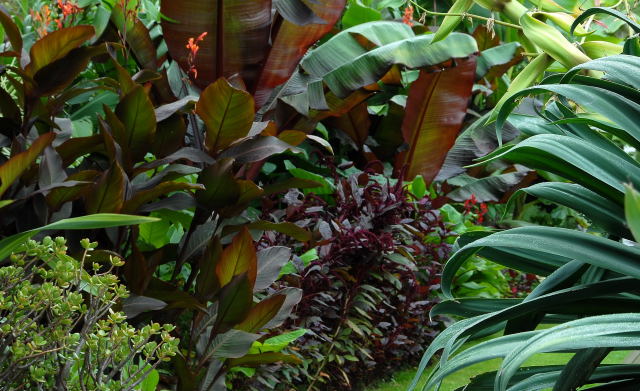 Colourful tropical foliage