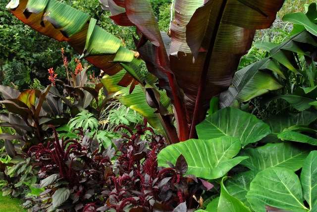Picture of tropical plants