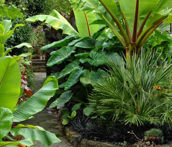 Tropical Garden