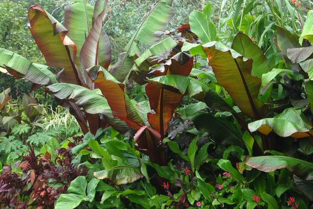 Tropical foliage featuring red abyssinian bananas