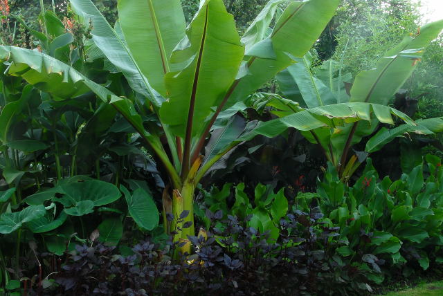Zone 9 tropical garden plants featuring ensete ventricosum
