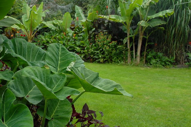 A mixed tropical border