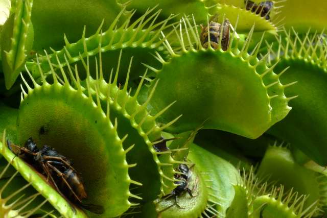 Venus fly traps full of food.