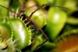 Venus fly trap with trapped spider. Venus fly trap with spider.