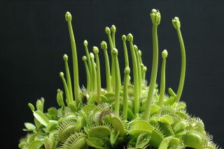 Emerging flower buds on a Venus fly trap. Venus fly trap emerging flower buds.
