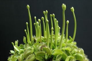 Venus fly trap emerging flower buds.