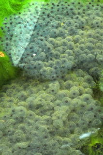 Frog spawn Frog spawn