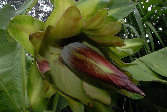 Abyssinian banana flower
