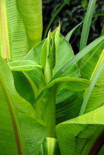 First signs of an Abyssinian banana flower stalk. First signs of an Abyssinian banana flower stalk.