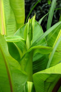 First signs of an Abyssinian banana flower stalk.