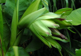 The Abyssinian banana flower begin to open