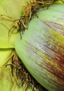 Individual flowers of the abyssinian banana.