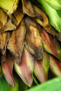 Older bracts on the Ensete flower stem. Older bracts on the Ensete flower stem.
