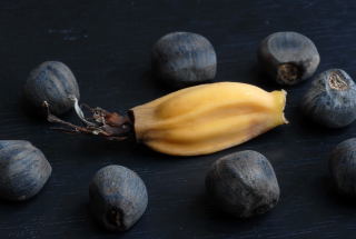 A small abyssinian banana surrounded by mature seeds. A small abyssinian banana surrounded by mature seeds.