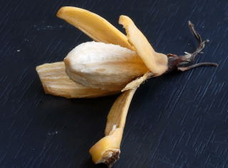 Yum! A peeled Abyssinian banana.