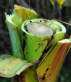Severed pseudostem revealing a solid central core. Severed pseudostem revealing a solid central core.