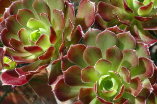 Aeonium arboreum Aeonium arboreum