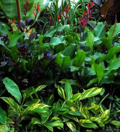 Alpinia zerumbet 'variegata' plants in the tropical border Alpinia zerumbet 'variegata' in the tropical border