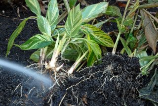 Alpinia zerumbet 'variegata'