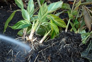 Soil removed from Alpinia zerumbet 'variegata' plants Alpinia zerumbet 'variegata'
