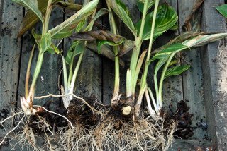 Rhizomes are split Rhizomes are divided