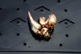 The divided rhizome, roots and shoots removed The divided rhizome, roots and shoots removed