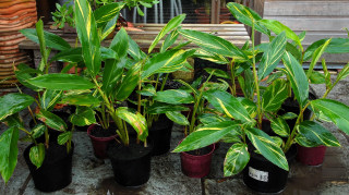 Potted up ready for winter Potted up ready for winter