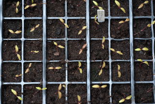 Thinned out amaranthus seedlings Thinned out amaranthus seedlings