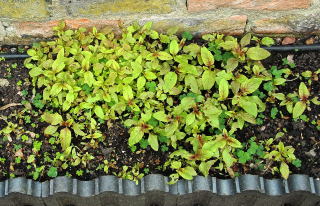 Self sown seedlings Self sown seedlings
