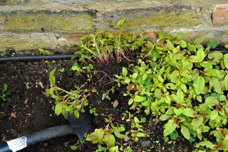 digging up seedlings digging up seedlings