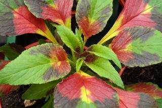 Amaranthus tricolour splendens Amaranthus tricolour splendens