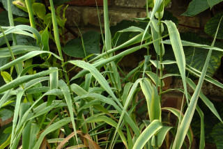 Arundo donax variegata growing in a container.