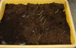 The appearance of Arundo donax variegata shoots.