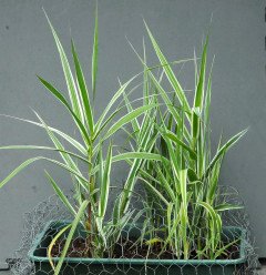 Arundo donax variegata growing through a protective chicken wire cover.