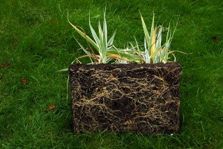 Arundo donax variegata root system