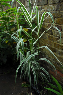 One seasons growth of the cuttings.