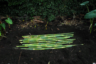 Arundo donax canes awaiting burial Arundo donax canes laying on the soil