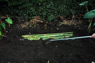 Canes being buried Canes being buried